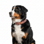 Collar Talla XXL 03 - Image 6