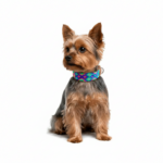 Collar Talla XS 06 - Image 4