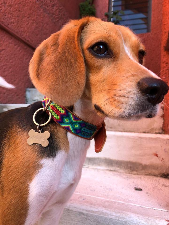 “Collar para perro: Cómo elegir el mejor para tu mascota” 🐶✨