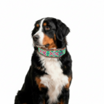 Collar Talla XXL 10 - Image 6