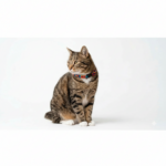 Collar Gato 01 - Image 3