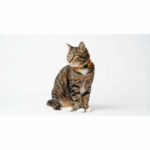 Collar Gato 02 - Image 3