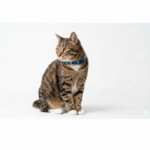 Collar Gato 03 - Image 3
