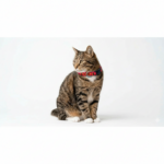 Collar Gato 05 - Image 3