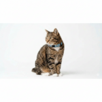 Collar Gato 06 - Image 3