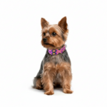 Collar Talla XS 12 - Image 4