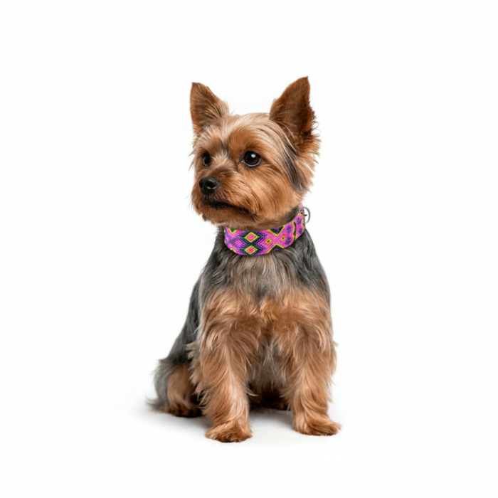 Collar Talla XS 12 - Image 4
