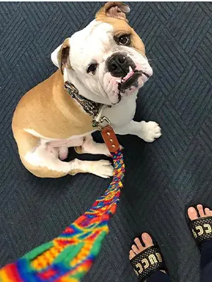 Bulldog Francés usando collar artesanal KÜHÜ
