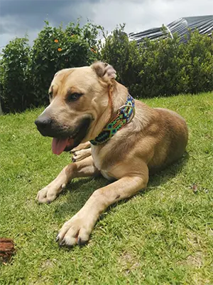 Labrador usando collar artesanal KÜHÜ