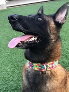 Perro con collar artesanal