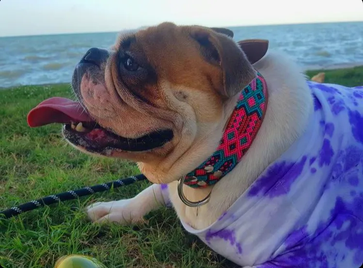 Bulldog Francés con accesorios KÜHÜ