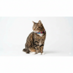 Collar Gato 11 - Image 3