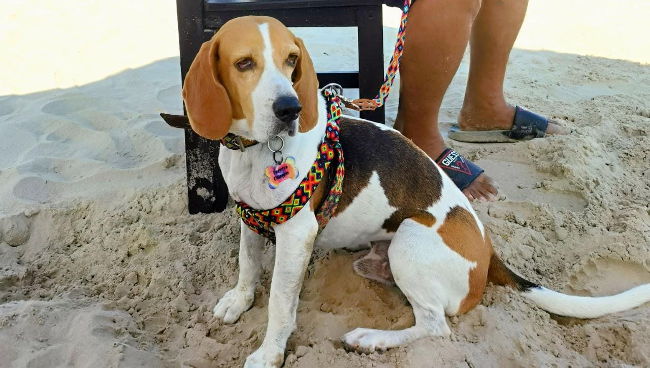 Beagle con accesorios artesanales KÜHÜ