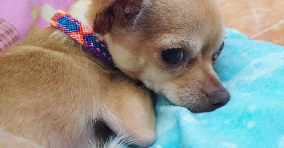 Chihuahua Mini con collar artesanal KÜHÜ