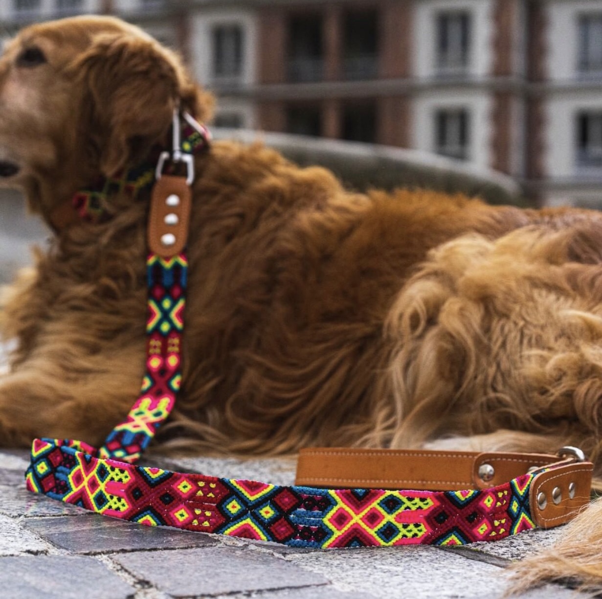 Golden Retriever con collar y correa artesanal KÜHÜ