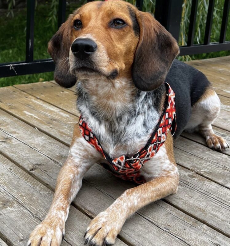 Beagle usando collar artesanal KÜHÜ