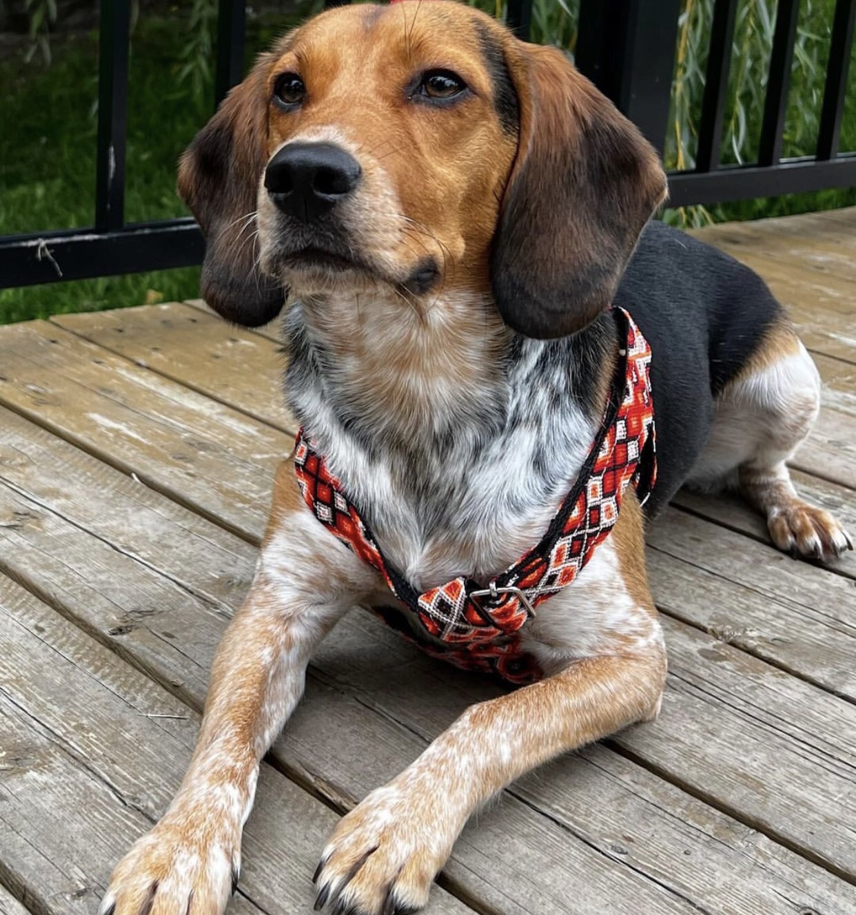 Beagle usando collar artesanal KÜHÜ
