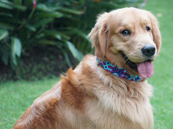 Golden Retriever usando collar artesanal KÜHÜ