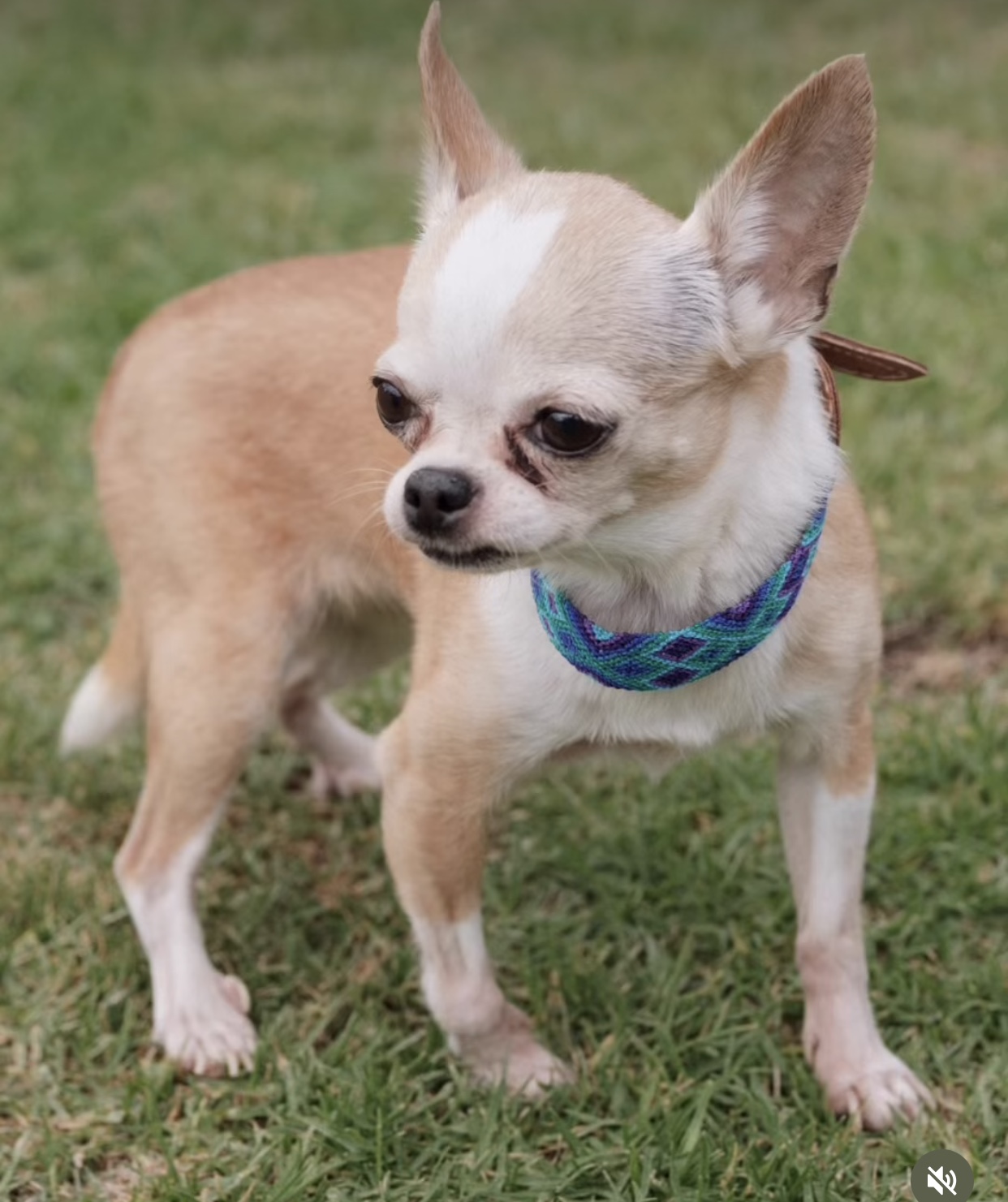Chihuahua usando collar KÜHÜ para comparar talla XXS y XS