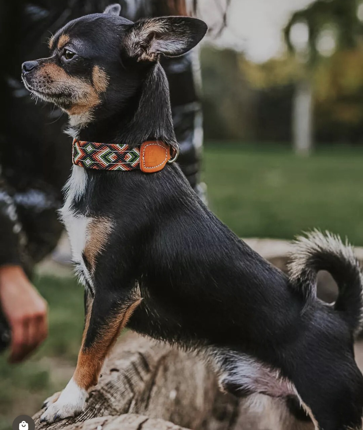 Chihuahua con collar artesanal KÜHÜ