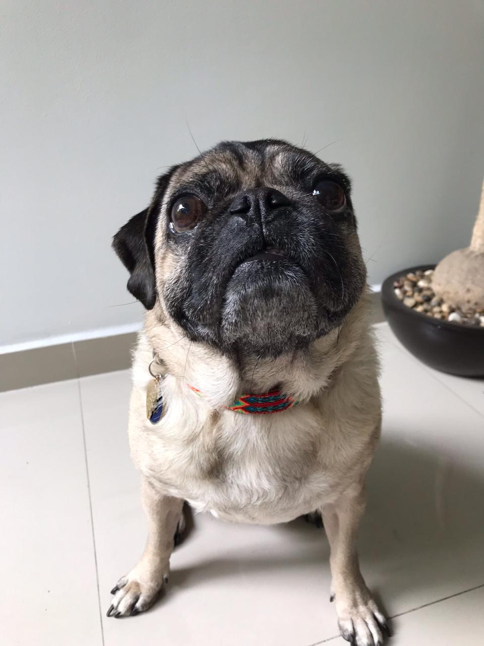 Pug usando collar artesanal KÜHÜ